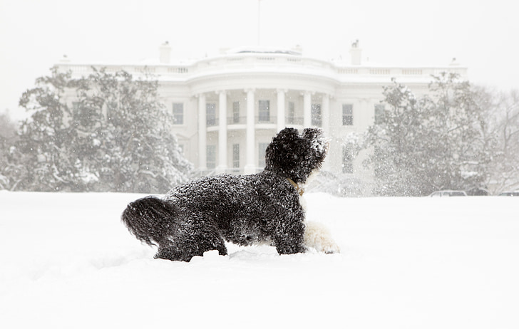 suns, sniega, Baltais nams, Portugāles ūdens suns, Bo, Obama, PET
