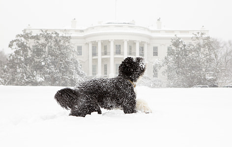 cão, neve, casa branca, cão de água português, Bo, Obama, animal de estimação