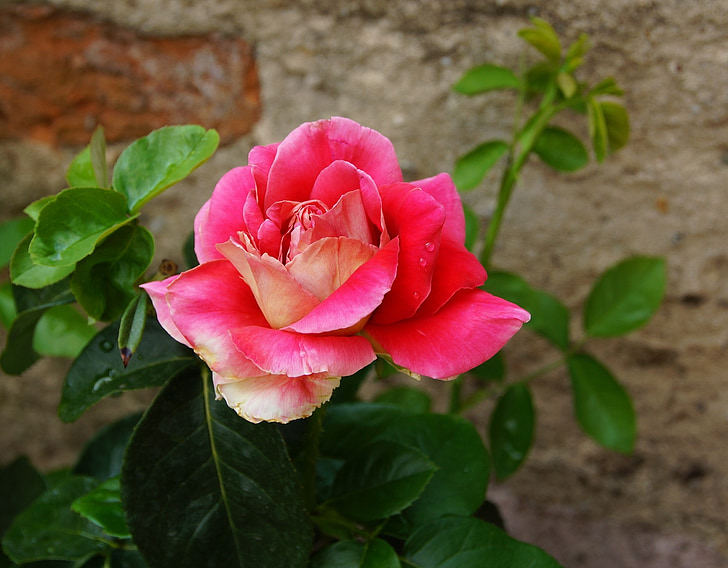 Rosa, flor, jardí, flor rosa, espina