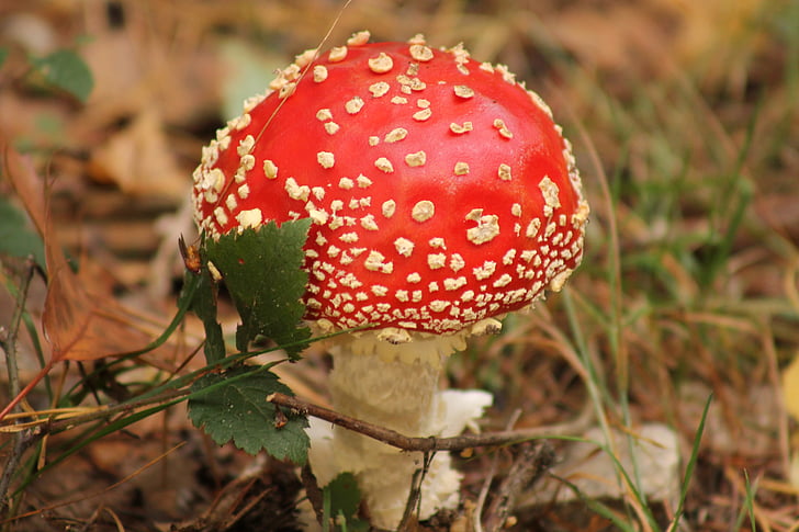 rood, paddestoelen, rode paddenstoel, Fly agaric, gras, kleine, paddestoel