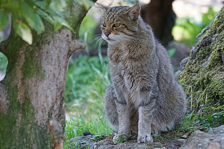 kucing liar, Taman Margasatwa, Predator, hewan, alam, kucing domestik, Mamalia