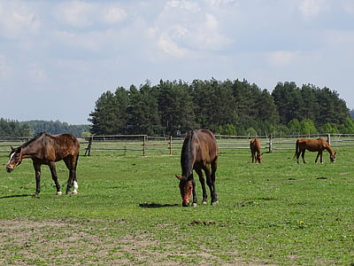 лошади, пастбища, трава