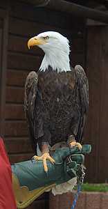 Aquila calva, Aquila munita bianca, uccello della preda, Raptor, uccello, animale, Griffin