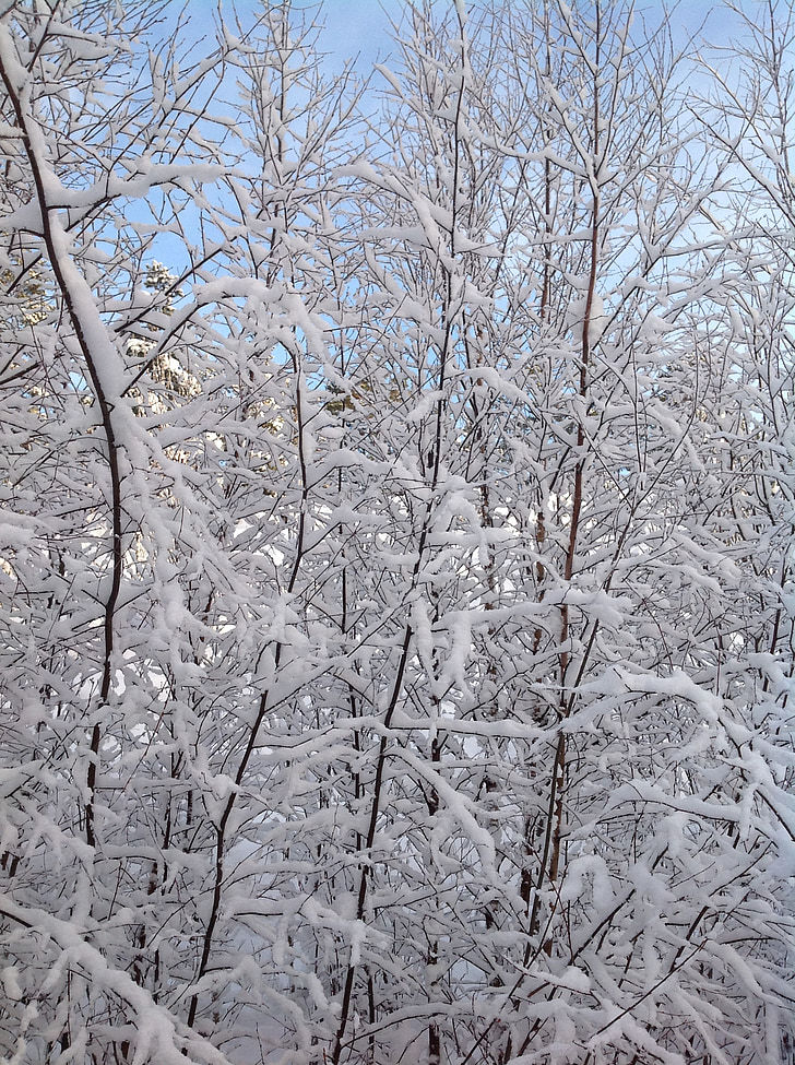 tuyết, chi nhánh, mùa đông, tuyết rơi