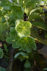 코르시카어 미나리 아재비과 식물, 미나리 아재비과 식물, 꽃, 블 룸, helleborus argutifolius, hahnenfußgewächs, helleborus corsicus willd