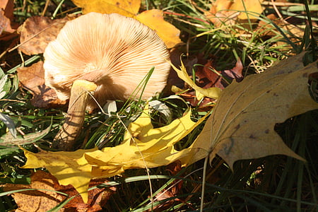 mushroom, screen fungus, disc fungus, lamellar, mushroom plates, forest floor, golden