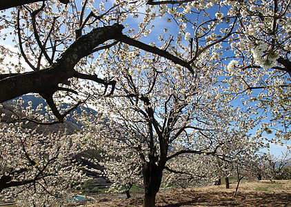 桜の木, ホワイト, ツリー, 花, トランク, 自然, コントラスト