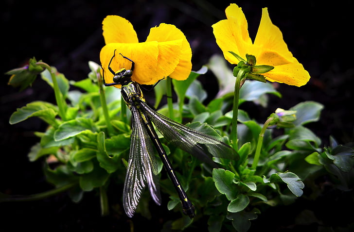Dragonfly, blommor, insekt, ryggradslösa djur, lämnar, makro, kronblad