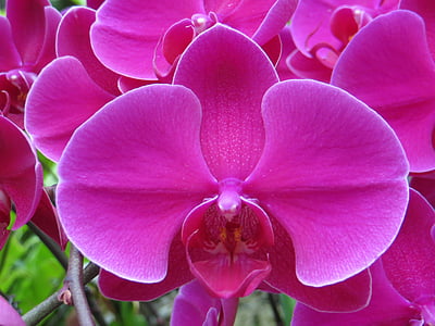 Orquídea, efecto invernadero, casa invernadero, flor, naturaleza, flor, planta