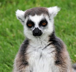 lemur, Madagaskar, majmun, portret, biljni i životinjski svijet, životinja, bijeli