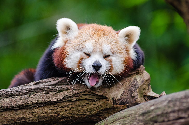 hewan, Close-up, Manis, panda merah, satwa liar, kayu, Panda - hewan