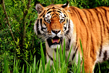 เสือ, นักล่า, ขนสัตว์, สวยงาม, อันตราย, แมว, ถ่ายภาพสัตว์ป่า