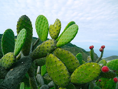 prickly pear, opuntia, succulent, members, figs, nature, green