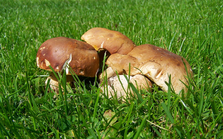 mushroom, brown, edible