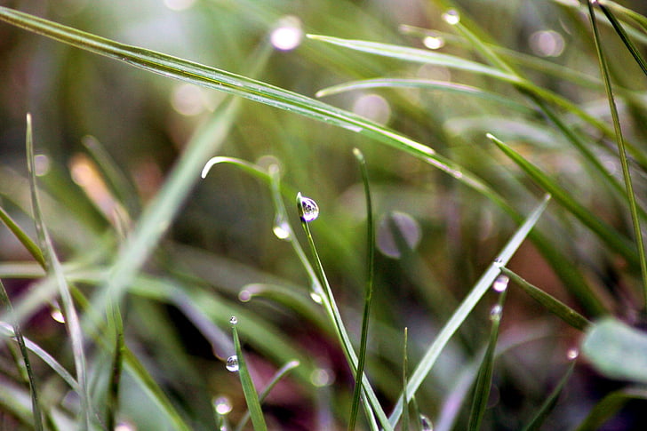 drops, dew, grass, macro, nature, green, dew-drop