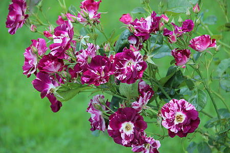 Irina, róże, ogród różany, Latem, kwiaty, letnie kwiaty, Natura