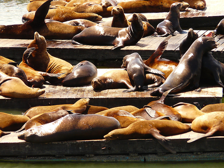 rastreig, Colònia de foques, segell, Lleó marí, animal, grup, criatura
