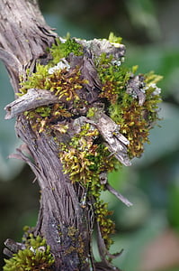 drzewo, Natura, drewno, Oddział, roślina, szczelnie-do góry