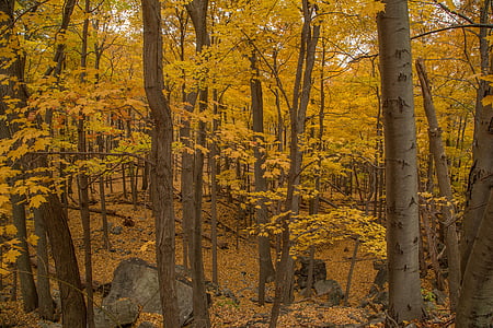 woods, trees, yellow, forest, autumn, nature, landscape