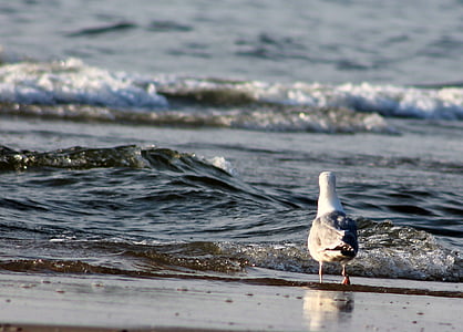 Gavina, platja, ocell d'aigua, Costa, Mar, ocell, plomatge