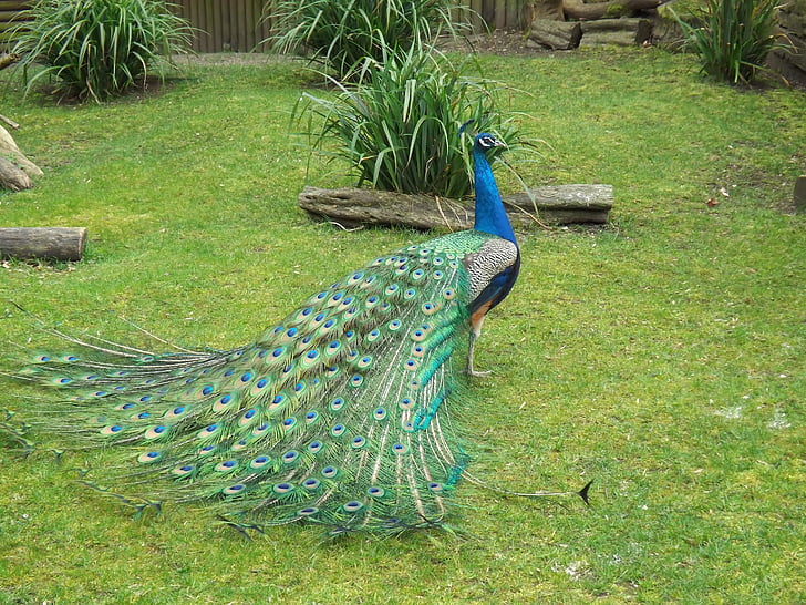 Peacock, vogel, natuur, Peacock oog, veer, dier, dieren in het wild