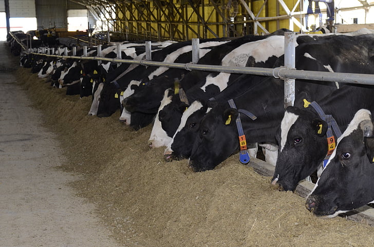 αγελάδες, αγρόκτημα, AG, γάλα, Τρώγοντας, άχυρο