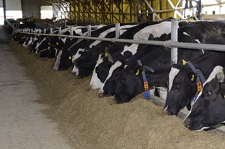 krowy, gospodarstwa, AG, mleko, jedzenie, słoma