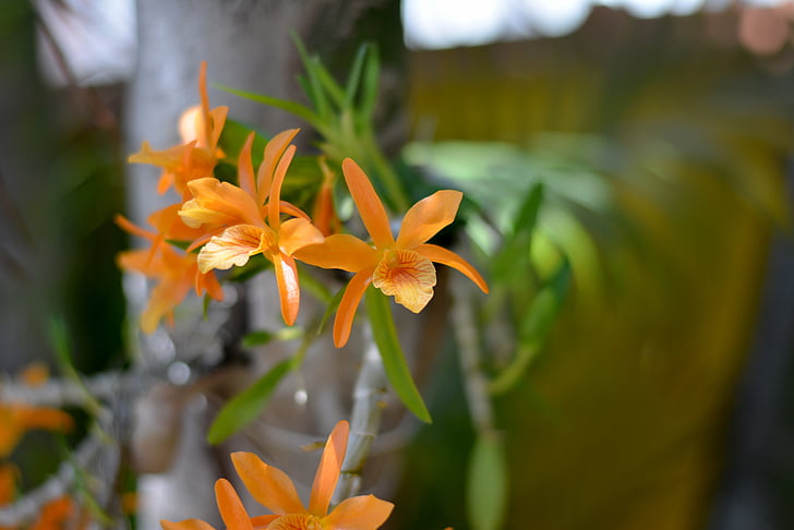 Orquidea, oranje bloem, natuur, plant