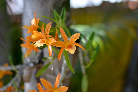 Orquidea, oranssi kukka, Luonto, kasvi