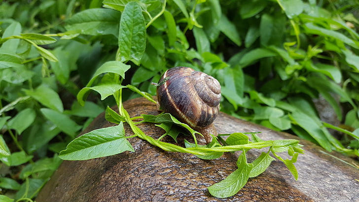 snail, rain, nature