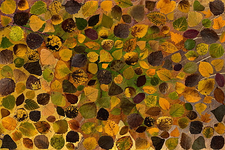 foglie, foglie vere, acero, foglio di autunno, autunno, foglia fogliame, colorato