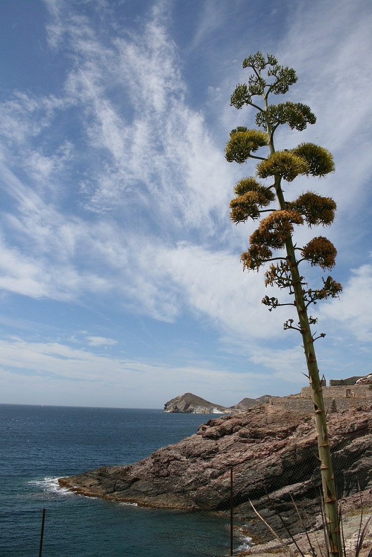 agave, bloei, henequen, Cabo de gata, Almeria, stranden, Níjar