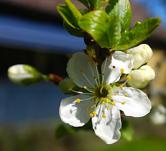 white, plum, tree, spring, flower, greenery, flowering