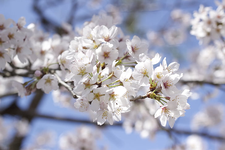cherry, flower