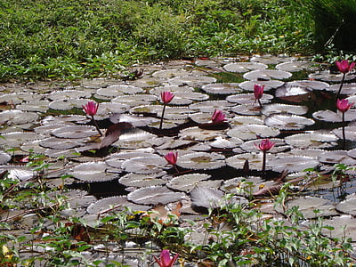 Lotus, květiny, voda, rybník, závod, lilie, Příroda