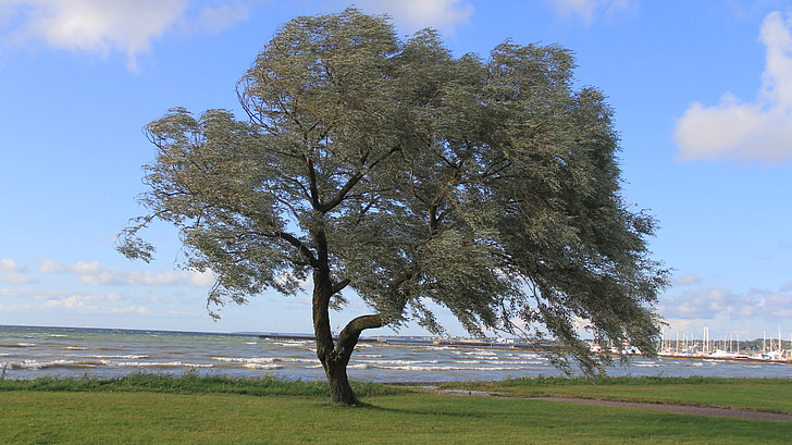 Abdel rahman, samotność, drzewo, wody, Jezioro, Marine, Ocean