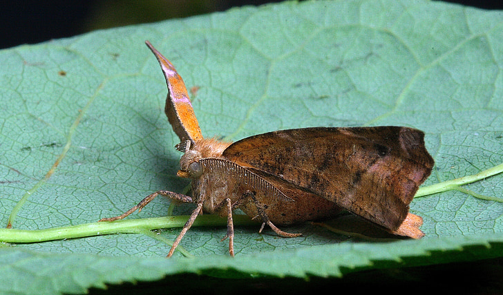 Moth, makro, insekt, Stäng, Wing