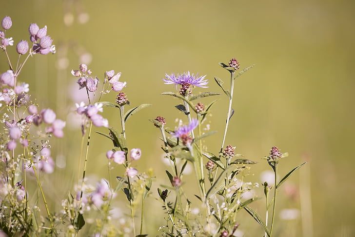 Forked catchfly, Silene dichotoma, Perruques knapweed, Prat, flors silvestres, plantes, natura