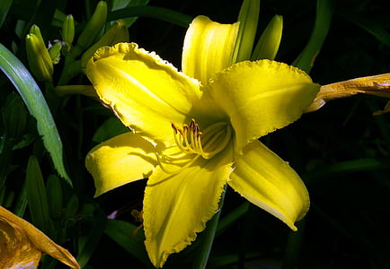 lily, yellow, bloom, blossom, colorful, detail, flora