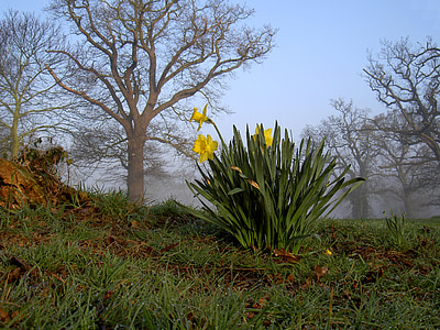 daffodils, yellow, flowers, trees, grass, field