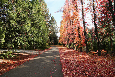 rudenį, lapai, gatvė, medžiai, oranžinė, rudenį, Gamta