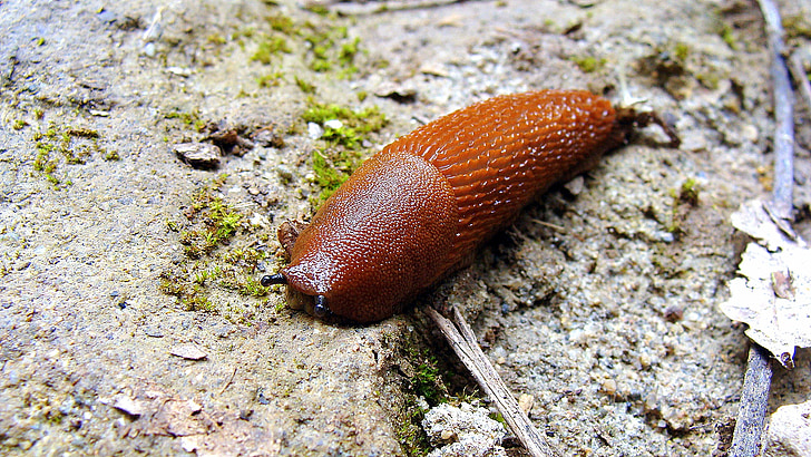 slug, snail, animal, slow, antennas, baby bibs, animals