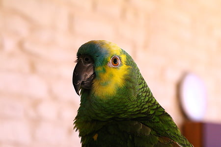perroquet, tête de perroquet, Front de l’Amazone bleu, oiseau, couleurs
