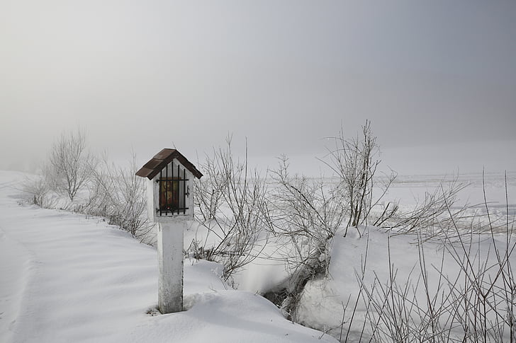 冬, 霧, 冷, フォレスト, 木, 自然, 雪