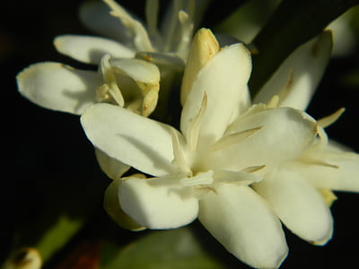 flor de café, paisaje, florece, flores del campo, naturaleza, flor blanca, flores