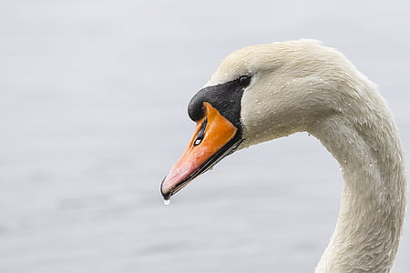 animal, beak, bird, close-up view, feathers, lake, nature