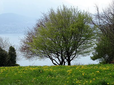 tree, landscape, bank, lake, nature, mood