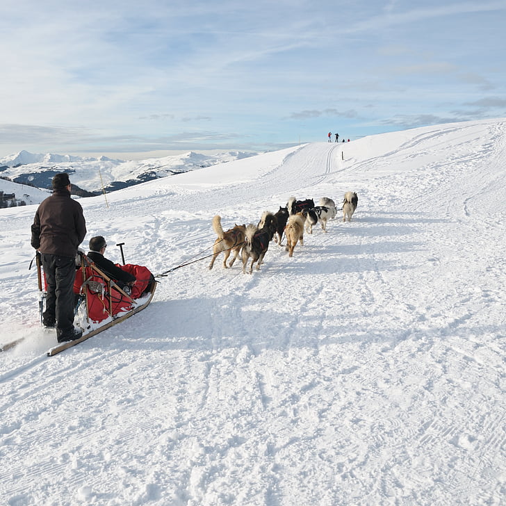con chó, Sled, tuyết, núi, mùa đông, thể thao, xe trượt tuyết