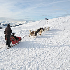 dog, sled, snow, mountain, winter, sport, sleigh