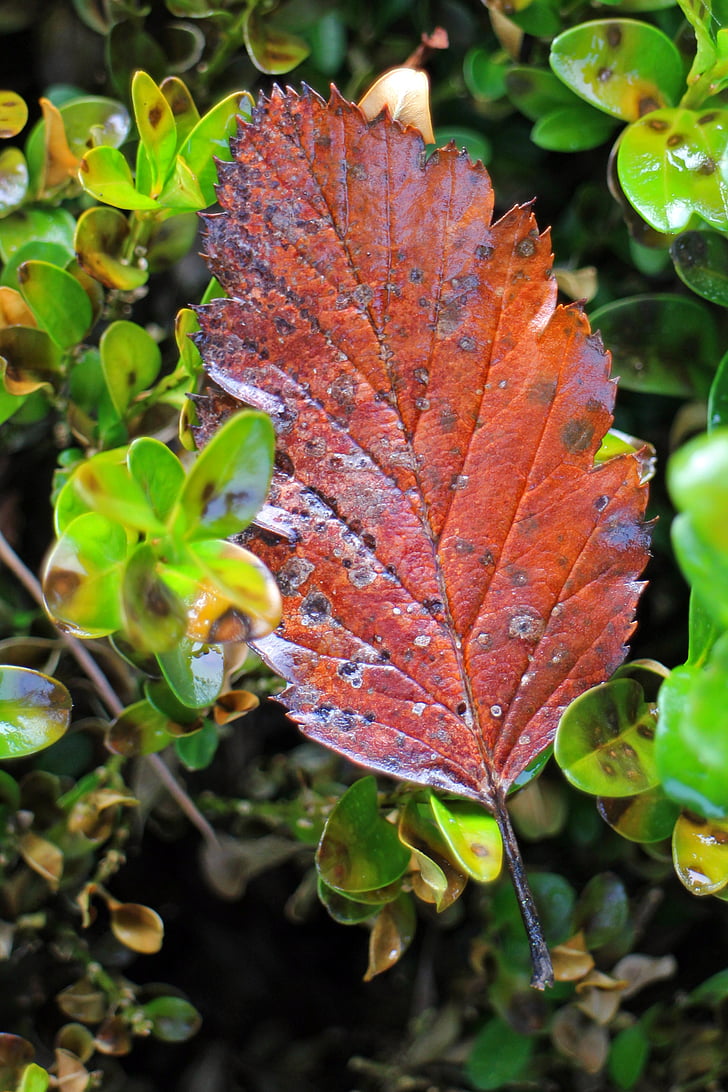 rudens, Leaf, Individuāli, zaļumi, lapu, atstāj, zaļa, brūns